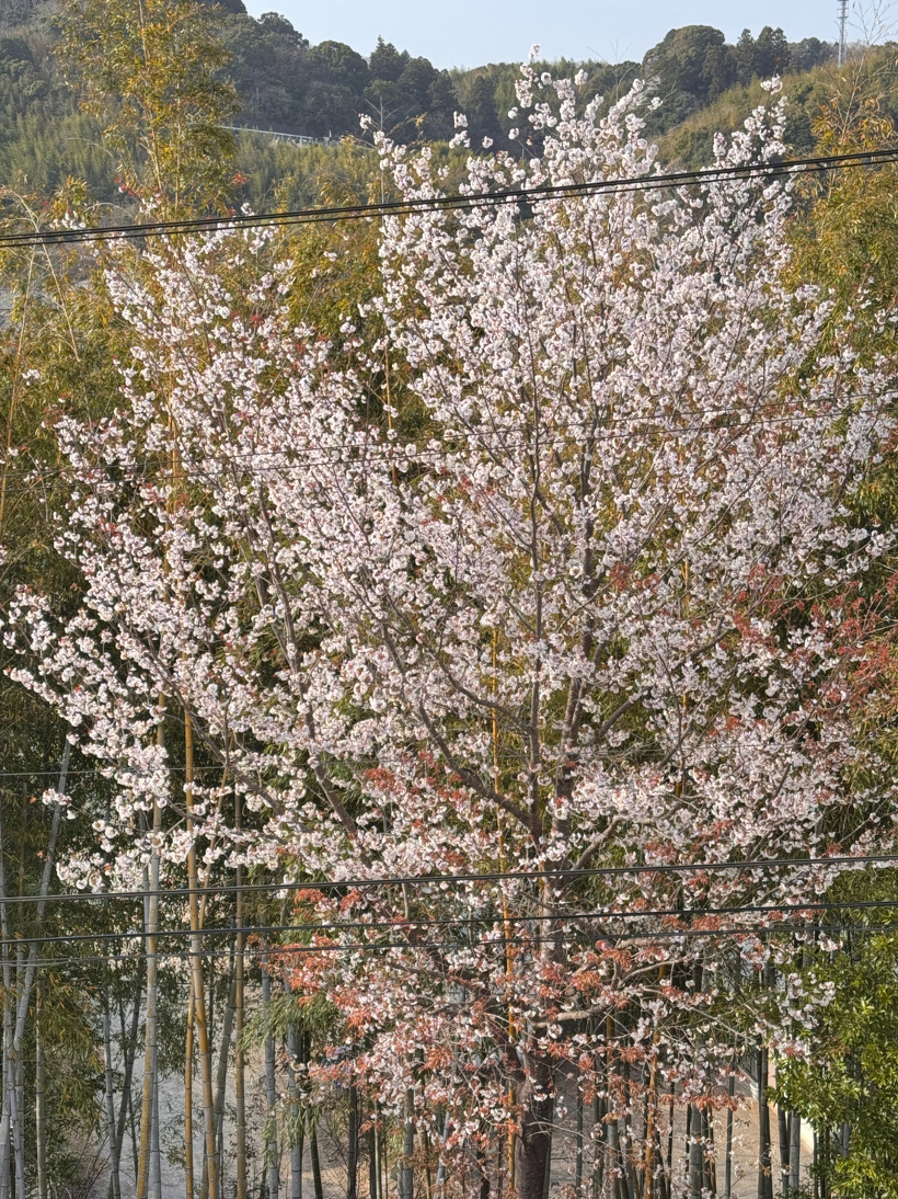 満開の桜